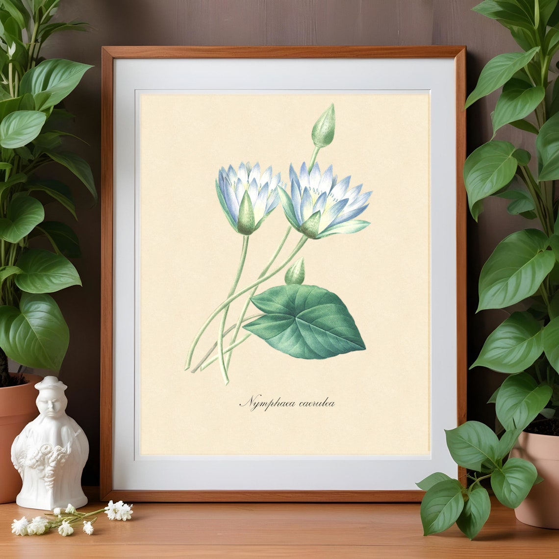 Nymphaea Caerulea Digital Download Art Antique Flower Illustration nymphaea-caerulea-digital-download-art-antique-flower-illustration