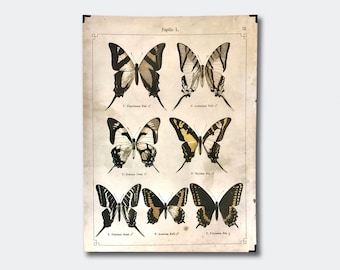 Vintage poster butterflies