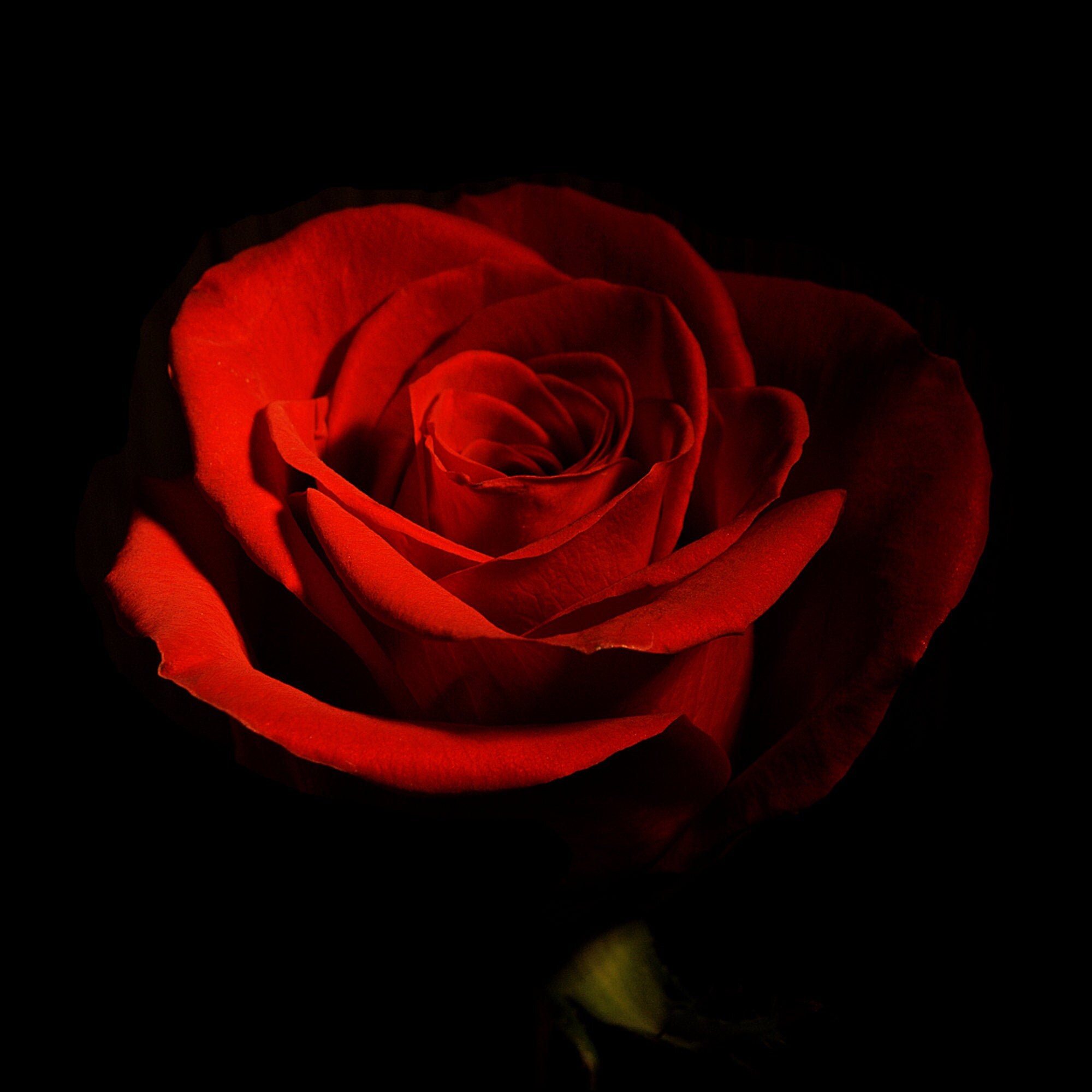 Red Rose Full Bloom Instant Download Flower Art Etsy Red Rose Full Bloom Instant Download Flower Art Etsy