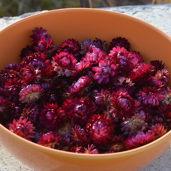 Dried Small Strawflower heads Purple color