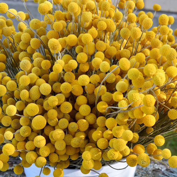 Dried Billy Balls Small size dry Craspedia, Yellow Billy Buttons dried flower floral arrangement Home ＆Wedding ＆ office Decoration