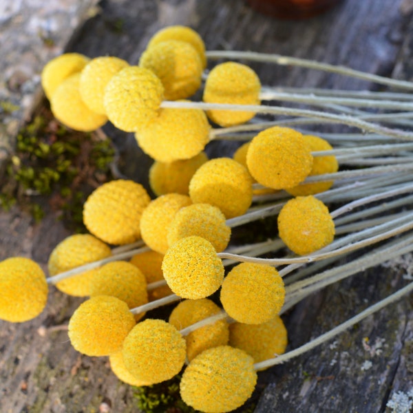 Dried Billy Balls dry Craspedia, Yellow Billy Buttons dried flower floral arrangement Home ＆Wedding ＆ office Decoration