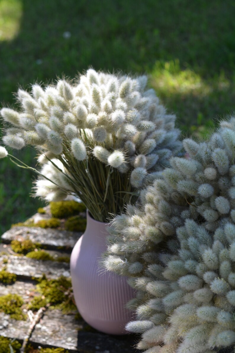 50 pc's Natural bunny tail grass dried grass bouquet Etsy