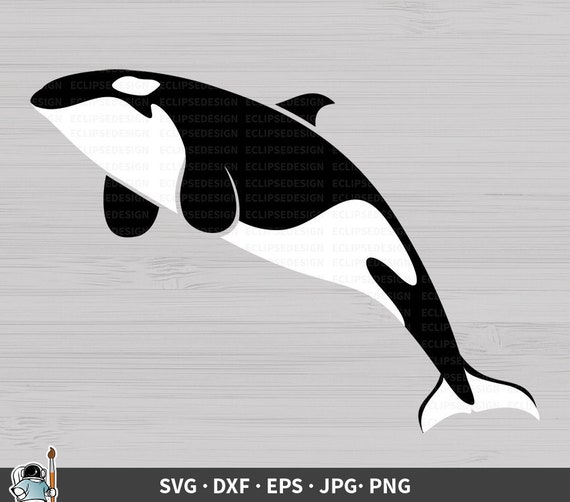 Featured image of post Silhouette Killer Whale Tail Download the silhouette in eps jpg pdf png and svg formats