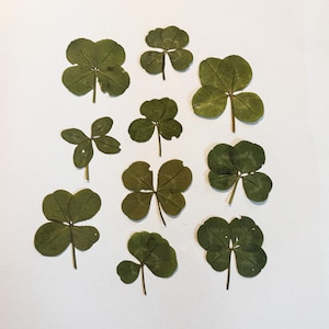 Zestaw sprasowanych czterolistnych koniczyn (nieidealne koniczyny), prawdziwe koniczyny do rękodzieła, prezent na szczęście w postaci koniczyny, amulet na szczęście, kwiaty sprasowane DIY do