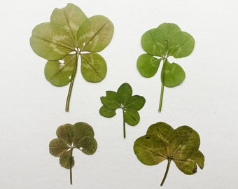 Pressed Four Leaf Clover Pack not Perfect Clovers, Real Clovers for