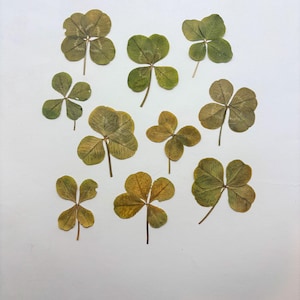 Pressed Four Leaf Clover Pack (Not Perfect Clovers- Pack &quot;B&quot;), Real Clovers for Crafts, Lucky Clover Gift, DIY Pressed Flowers