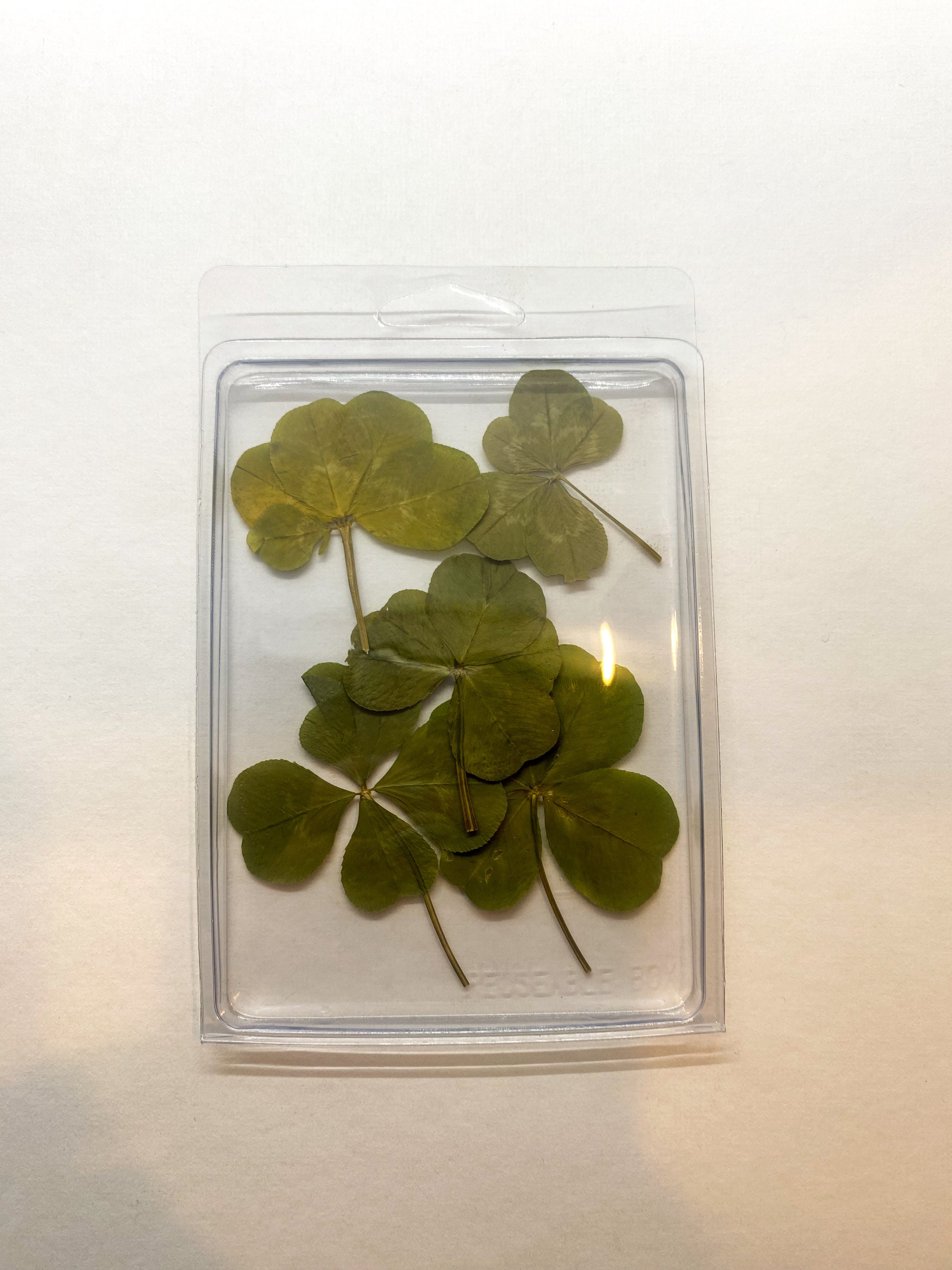 Pressed FIVE Leaf Clover Pack (not Perfect Clovers), Real Clovers