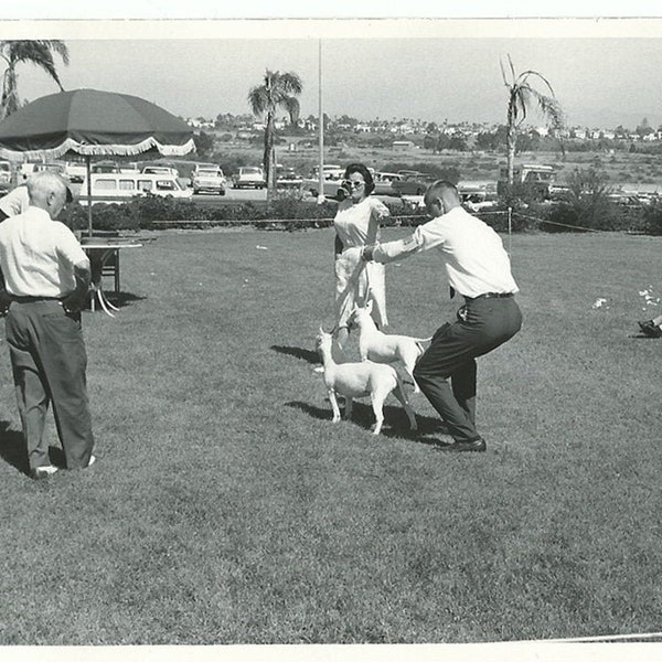 Orignal black and white vintage photo of a 1960s Dog show, Bull terrier, pets, dogs, old photos, unique photo, vintage photos, found photo