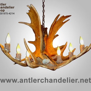 MOOSESNGLTR Real Antler Moose Single Tier Chandelier