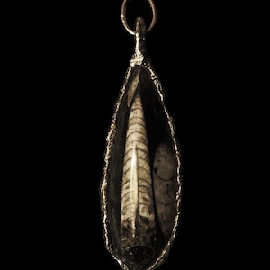 Könnte beinhalten: Halskette mit einem tropfenförmigen Anhänger, der ein Fossil in einem silberfarbenen Metallrahmen enthält. Das Fossil hat eine cremefarbene und braune Farbgebung mit einem detaillierten Rippenmuster. Der Anhänger hängt an einer silbernen Kette vor schwarzem Hintergrund.