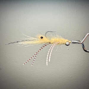 Veverka’s Mantis Shrimp