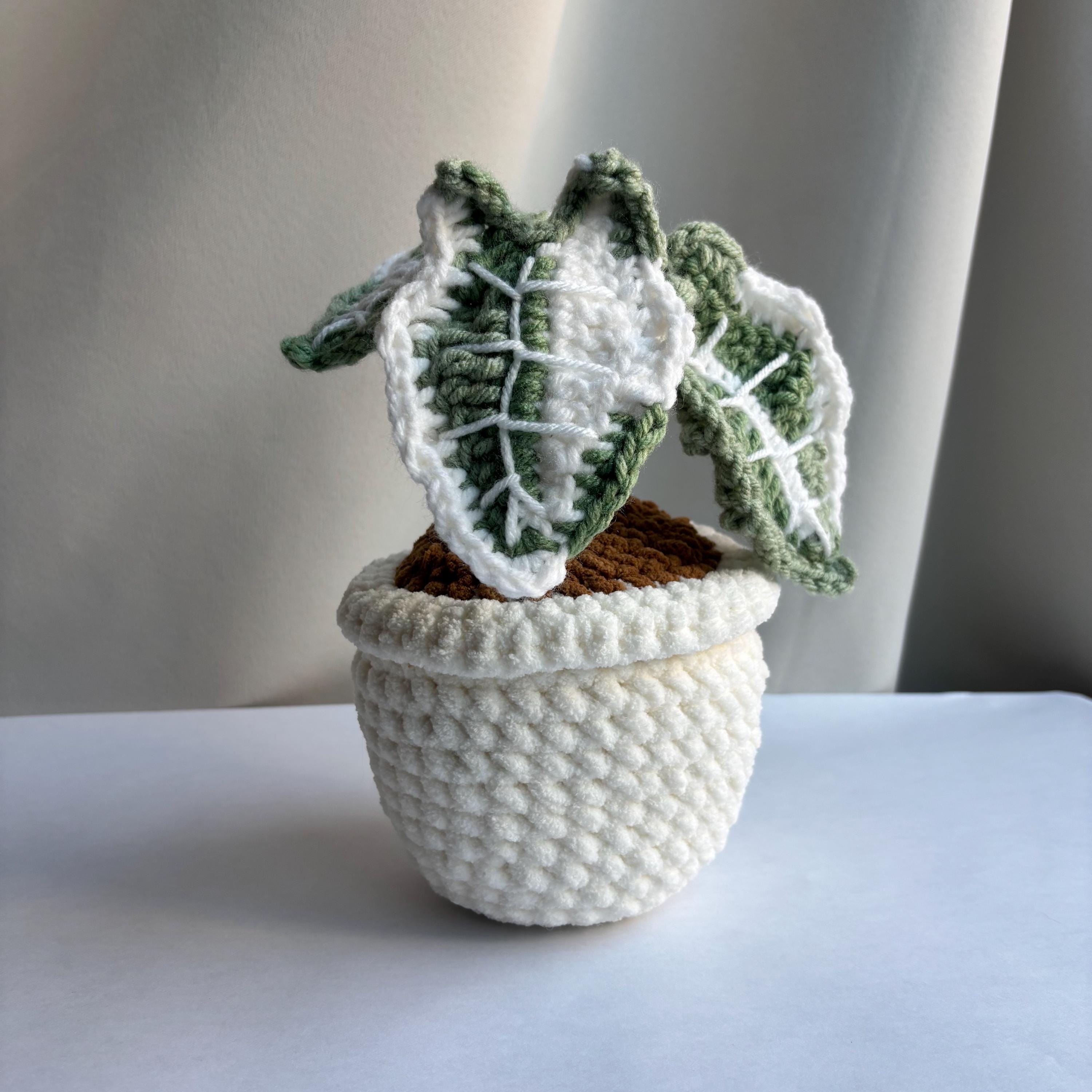 Alocasia variegated frydek - Etsy 日本
