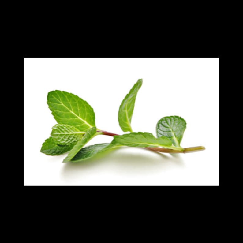 May include: A sprig of fresh green mint with a reddish stem. The mint leaves are arranged in a cluster, with some leaves overlapping.