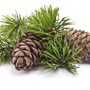 May include: Close-up of pine tree branches with brown pine cones. The pine cones are closed and have a rough texture.