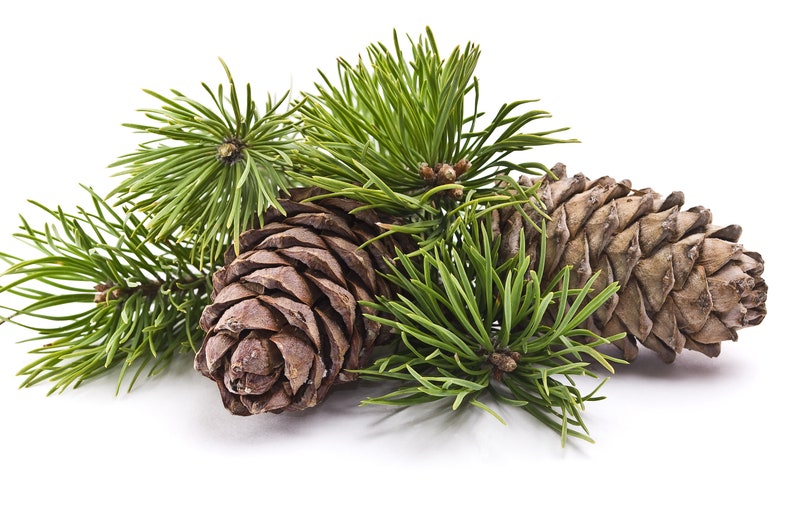 May include: Close-up of pine tree branches with brown pine cones. The pine cones are closed and have a rough texture.