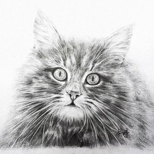 Custom Pet Portrait Sketch, Hand-Drawn Cat or Dog Drawing, Personalized Pencil Pet Art, Pet Memorial Gift, Custom Pet Illustration
