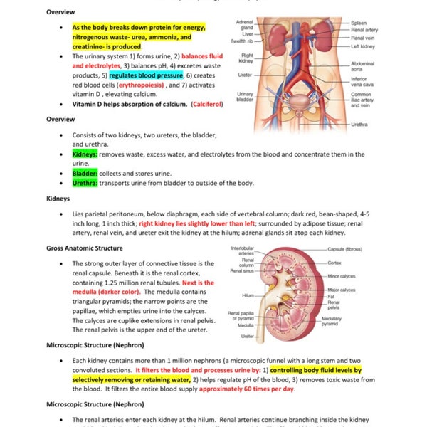 Guide d'étude du système urinaire