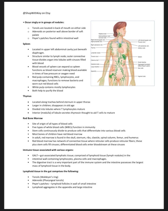 Système immunitaire espagnol : Guide complet