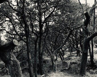 Small Framed Photo - "Ingleton Forest" - Black Frame - Limited Edition