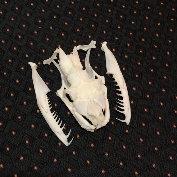 Reticulated Python Skull - Etsy