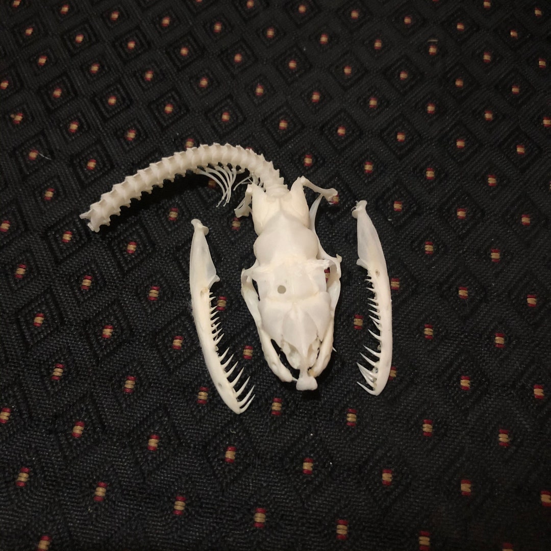 Young Reticulated Python Skull - Etsy
