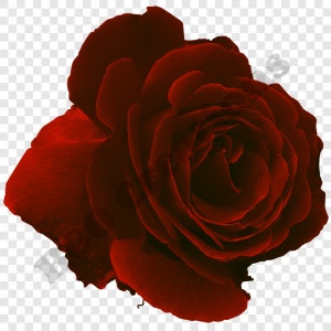 Scarlet Roses PNG Bundle, 12 Red Roses Images, Printable Roses Clipart ...