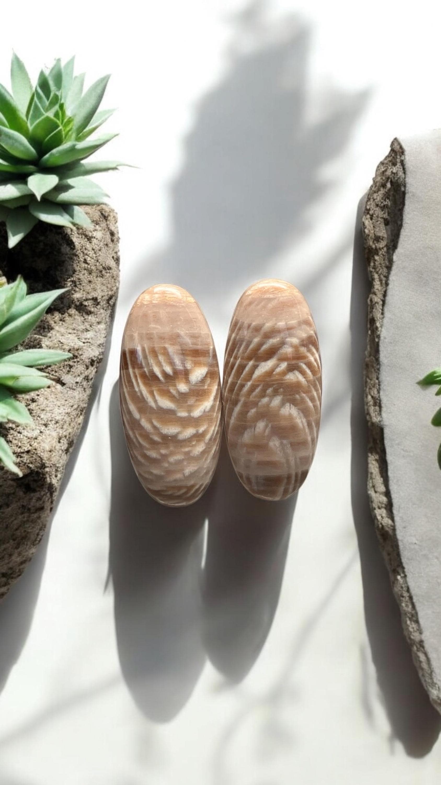 Washington petrified wood - Etsy 日本