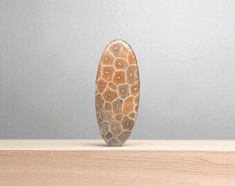 Natural Petrified Coral Cabochon – Shades of Brown and Gray – 44 mm Oval Cabochon – Hunan Province, China – Ref. COCO1