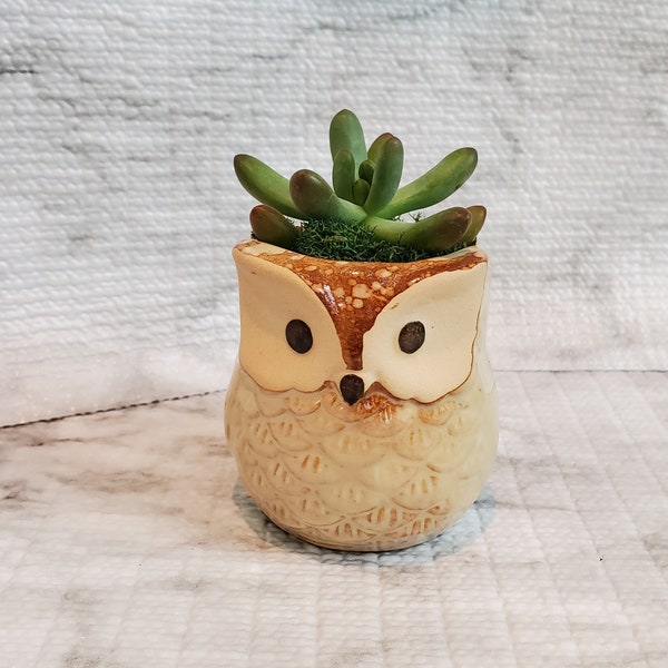 Owl Planter with Succulent, Many Fingers Plant, Sedum Pachyphyllum, Animal Planter, Ceramic Owl, Bird Pot, Succulent Gift, Plant Gift