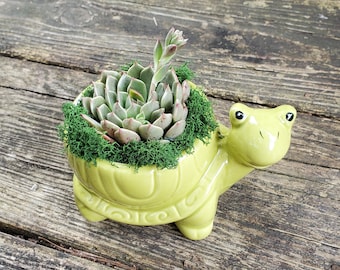 Echeveria in Turtle Planter, Live Succulent, 5" Green Ceramic Tortoise Pot, Tortoise Planter