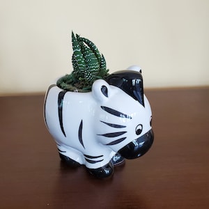 Zebra Planter with Zebra Plant, Potted Succulents, Succulent Gift, Zebra Succulent, Animal Planter, Succulent Pot, Zebra Figurine