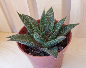 Gasteraloe Succulent, Live Plant, Gasteraloe Flow, Houseplant, Gasteria, Aloe, 3" potted plant, Succulent Plant