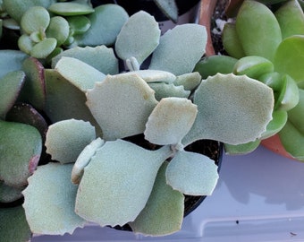 Succulent Plant Kalanchoe Millotii, 2" plant, succulents, fuzzy succulent, Kalanchoe plant