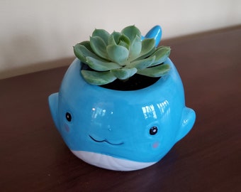 Whale Planter with Live Succulent, 6" Blue Ceramic Animal Pot with drainage hole, Succulent plant, Succulents lover gift, Animal Planter