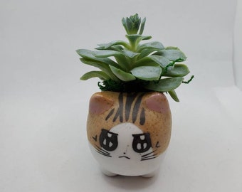 Live Succulent in Grumpy Cat Planter - Plant 2.5" Kitty Kitten Ceramic Pot, Echeveria, Hens and Chicks, Cactus