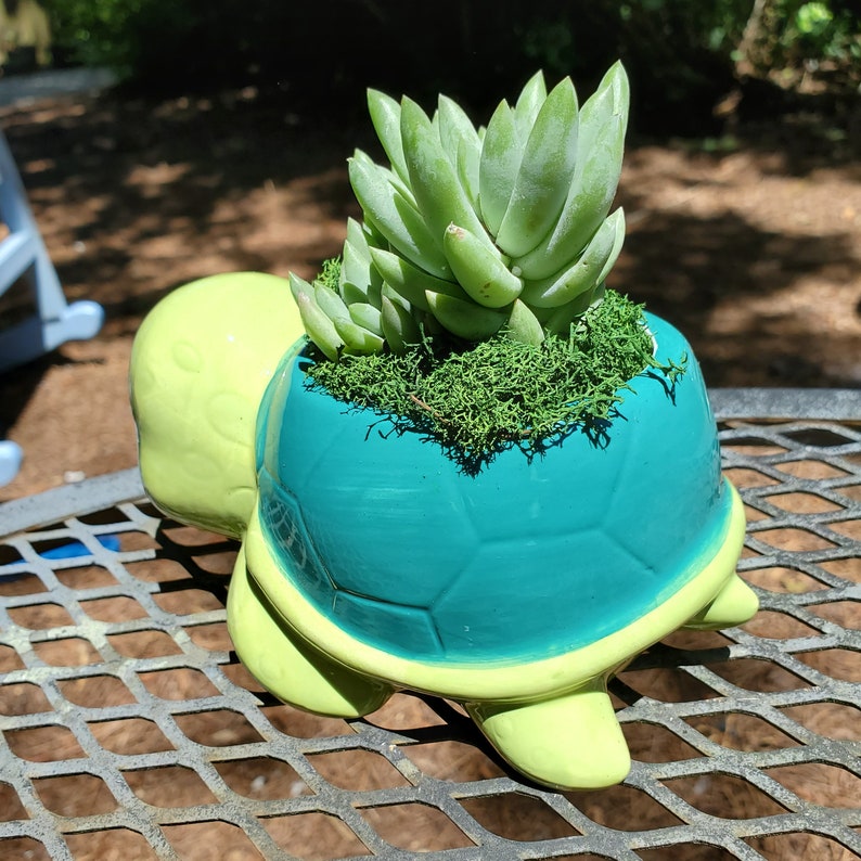 Turtle Planter With Live Succulent 5.5 Blue Green Etsy