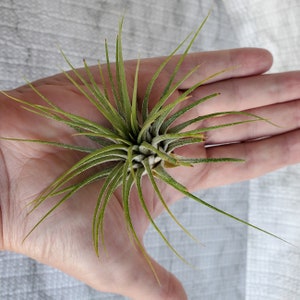 Air Plant, Tillandsia Ionantha, medium size airplant, 4-5 inches, Ionantha air plant, live plant, houseplant, easy care plant image 3