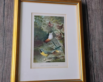 Antique Framed Bird Print, L Prang Dippers Wagtails Wrens Lithograph Hess 1898, Vintage Gold Frame, Ornithology Gift, Academia Decor