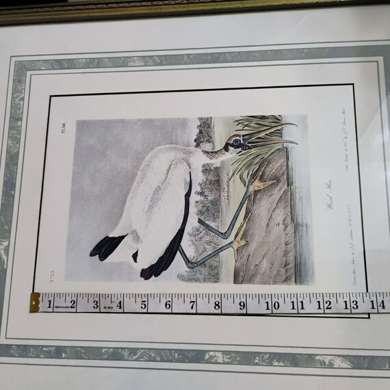 Framed Audubon Print 