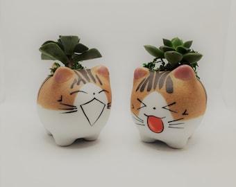 Suculentas en macetas de gatos riendo, plantas vivas en macetas de cerámica Kitty Kitten de 2,5"