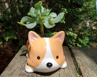 Corgi Dog Planter with Succulent, Ripple Jade Crassula, 5" tan white glazed ceramic Puppy animal pot with live plant