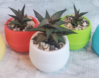 Haworthia Tessellata, Succulent in Planter, Colorful Self-Watering Pot, Potted Succulent, Haworthia, Zebra Succulent, Plant Gift