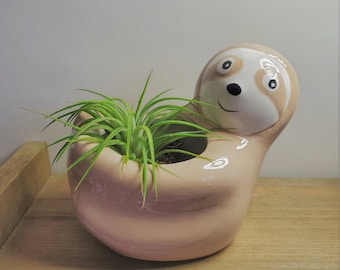 Live Air Plant in Sloth Animal Planter, 5" beige glazed ceramic pot