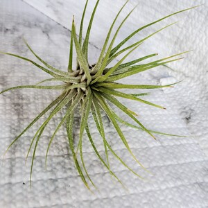 Planta de aire, Tillandsia Ionantha, planta de aire de tamaño mediano, 4-5 pulgadas, planta de aire de Ionantha, planta viva, planta de interior, planta de fácil cuidado imagen 4