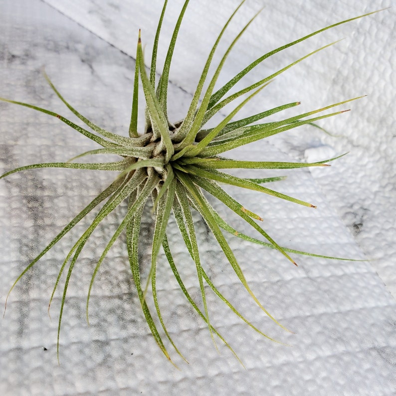 Air Plant, Tillandsia Ionantha, medium size airplant, 4-5 inches, Ionantha air plant, live plant, houseplant, easy care plant image 4