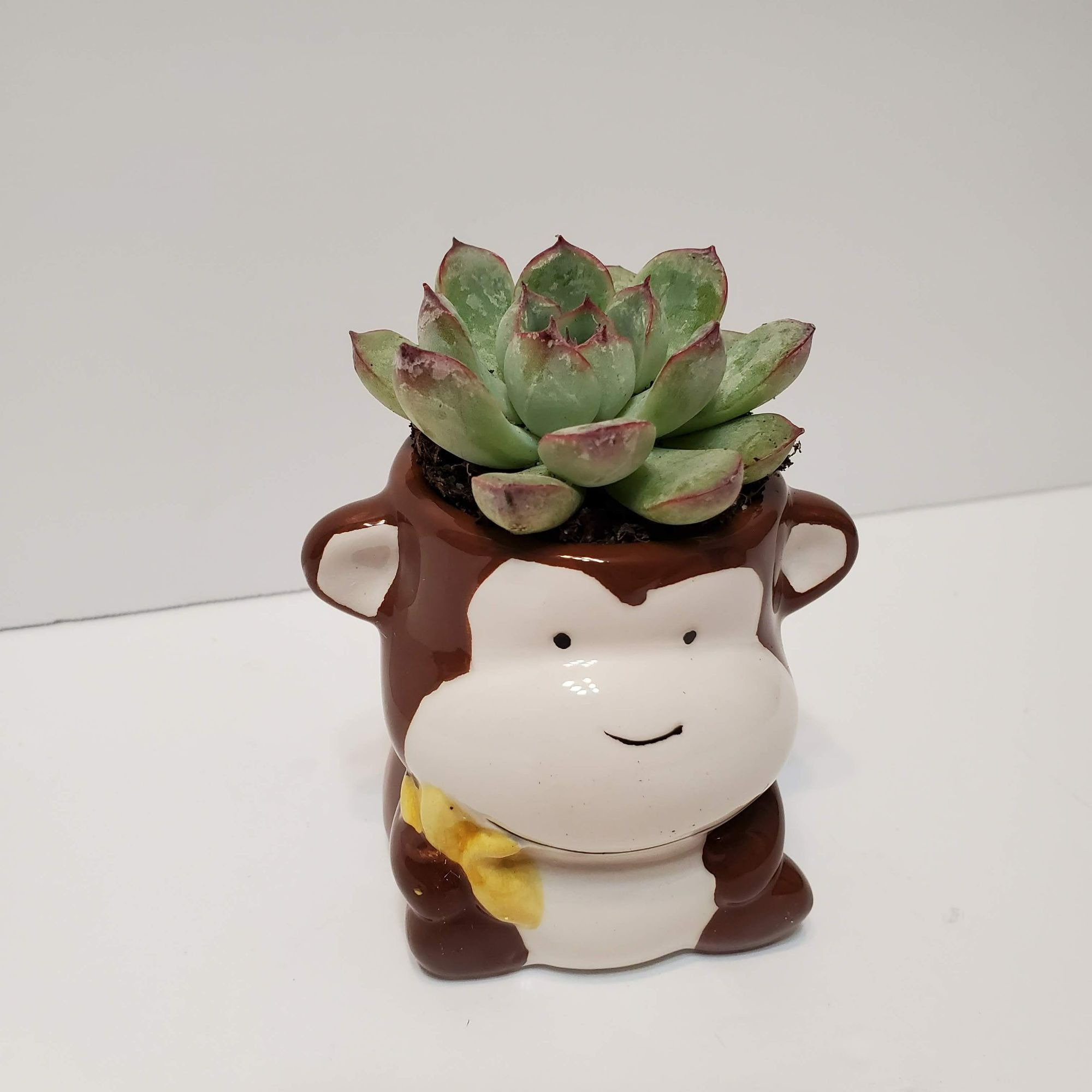 SLIM FLOWER POT  Small plants in tight spaces - Monkey