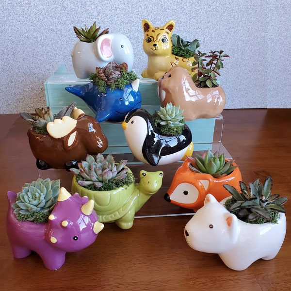 Ceramic Animal Planters with Live Succulents, Gift, Elephant Cat Penguin Bear Whale Dino Fox Walrus Moose Turtle Jaguar