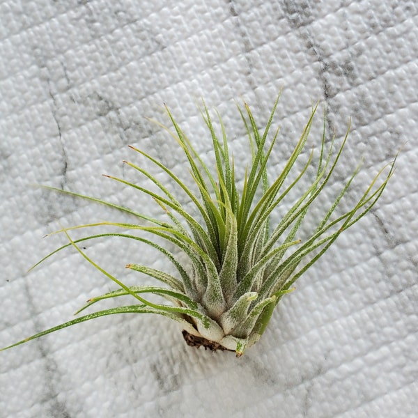 Air Plant, Tillandsia Ionantha, medium size airplant, 4-5 inches, Ionantha air plant, live plant, houseplant, easy care plant