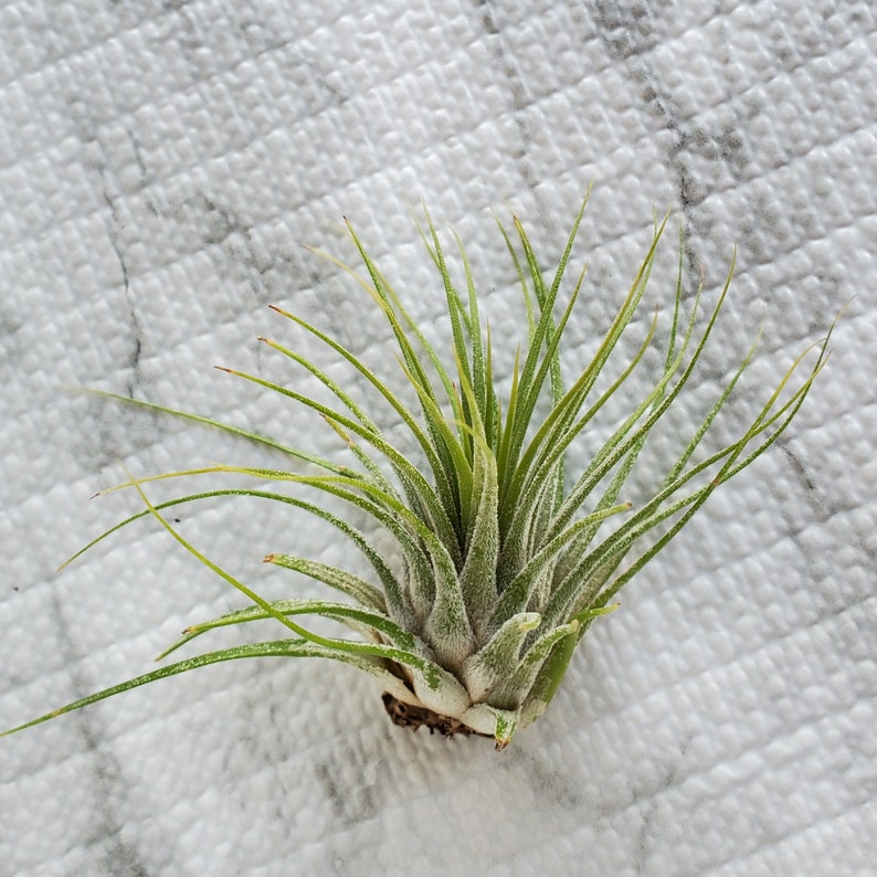 Air Plant, Tillandsia Ionantha, medium size airplant, 4-5 inches, Ionantha air plant, live plant, houseplant, easy care plant image 1